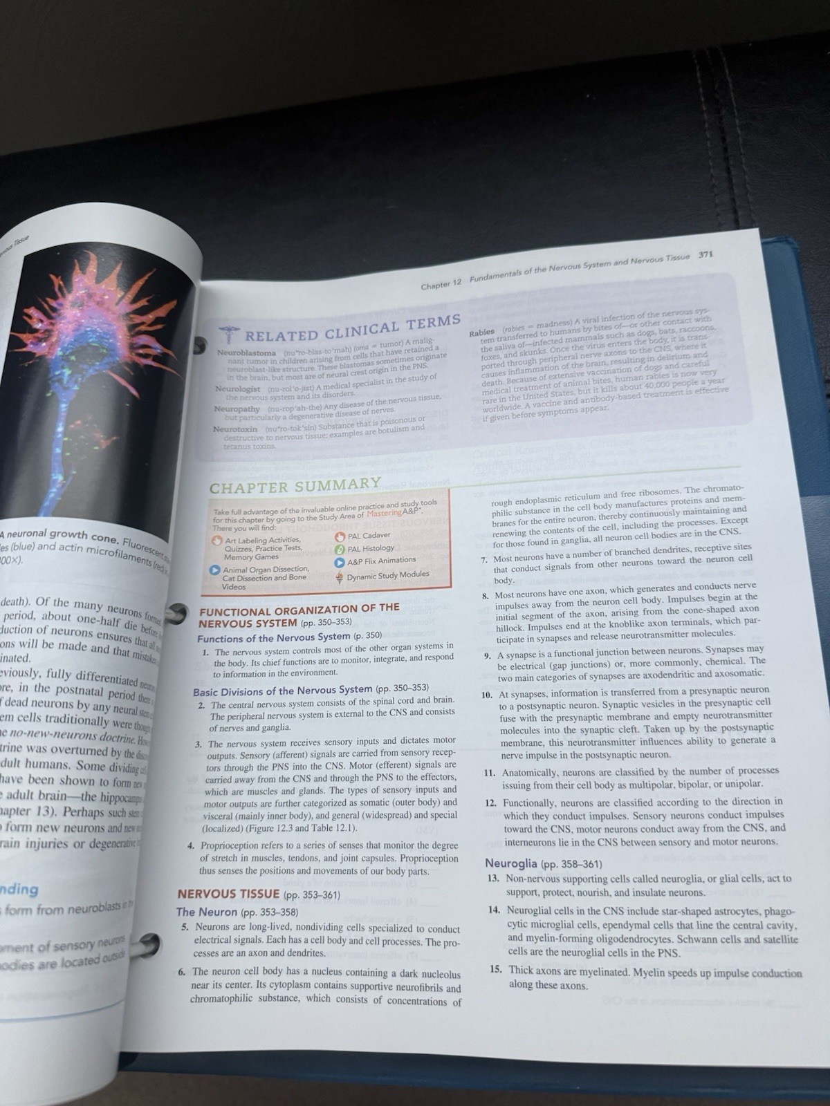 Human Anatomy (8th Edition) by Marieb, Elaine N.