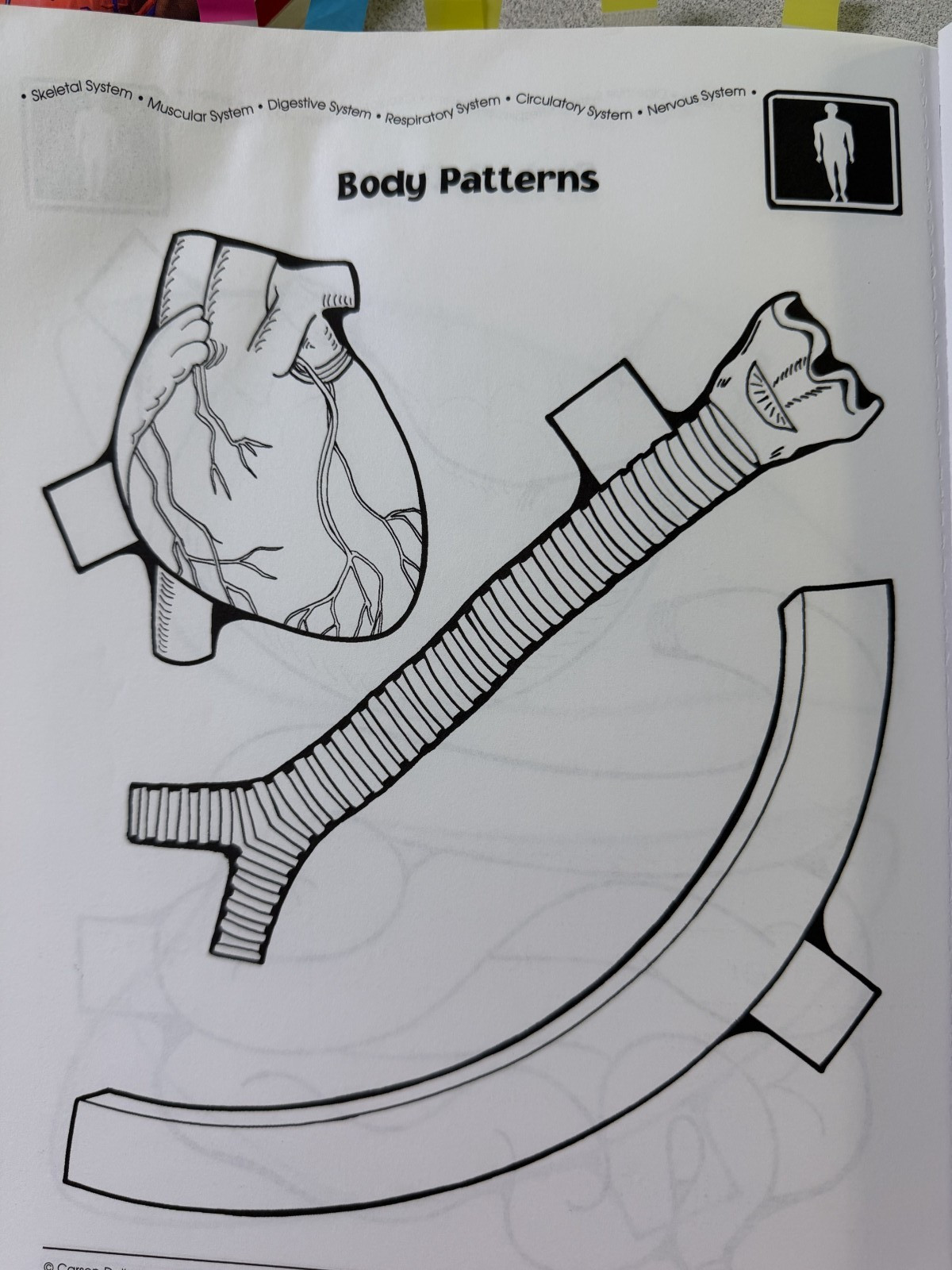 Human Body Teacher Resource, Grade 2-6, Hands-on Activities, Homeschool Science