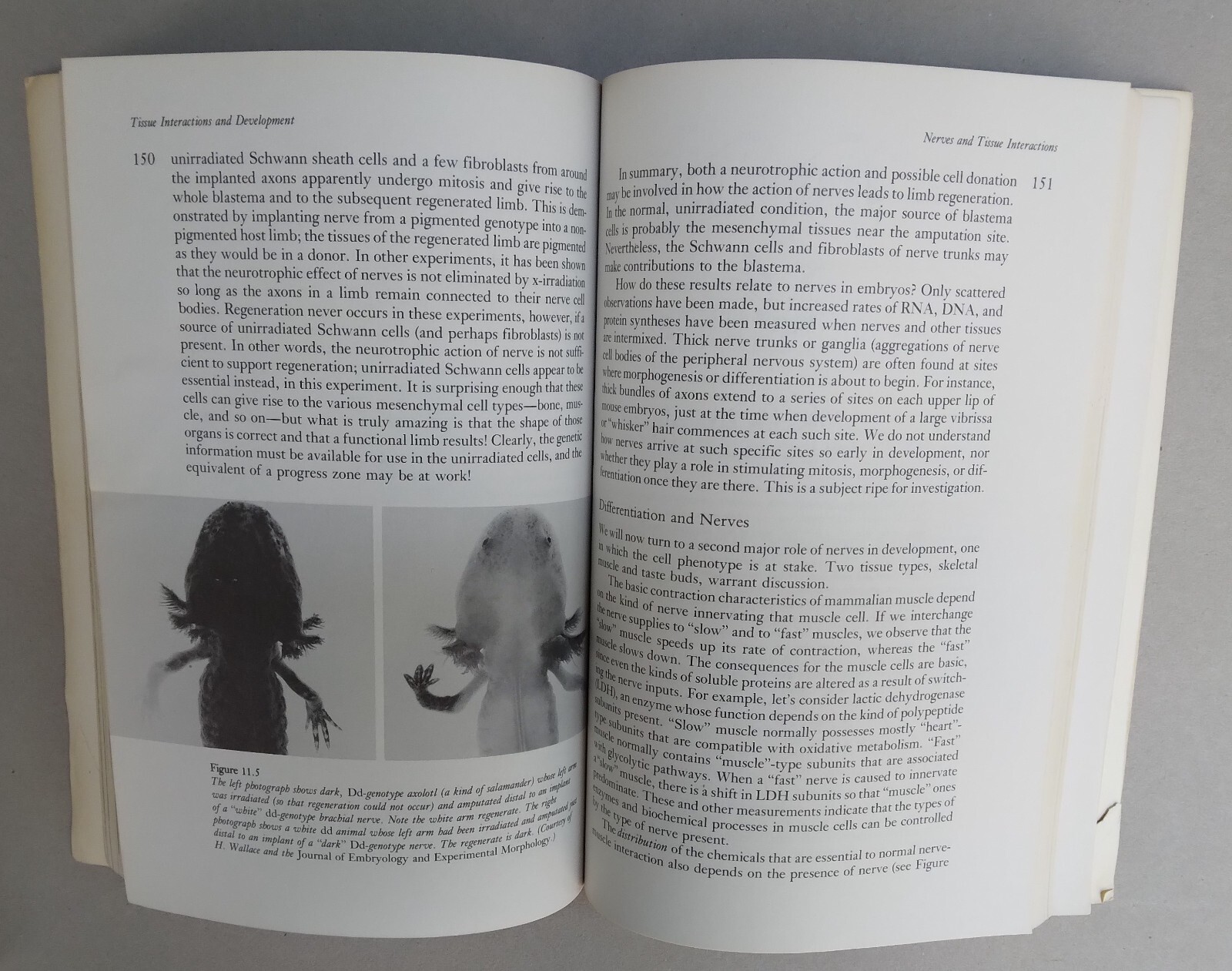 Tissue Interactions and Development–1977-Norman K. Wessells-276 pages-paperback