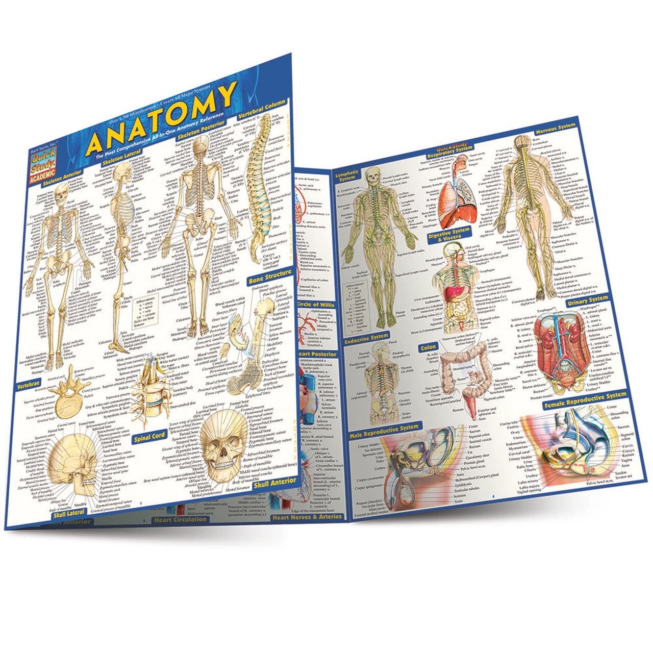 Brand New: Full Size Anatomy Tri-fold Laminated Study Guide Quick Study Aide 